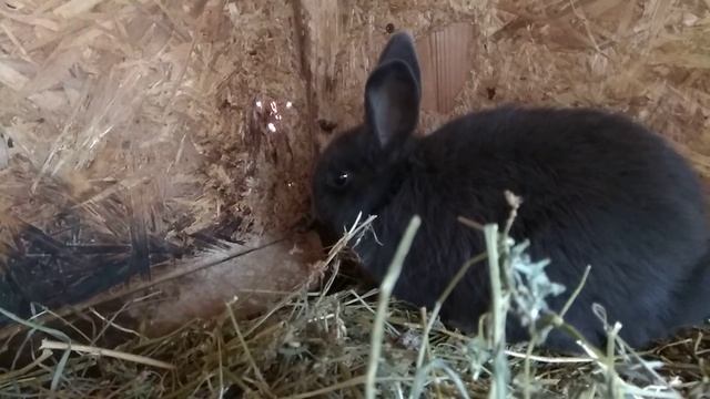 Новые кролики в хозяйстве(венские голубые) . Родила Крольчиха. смотреть онлайн
