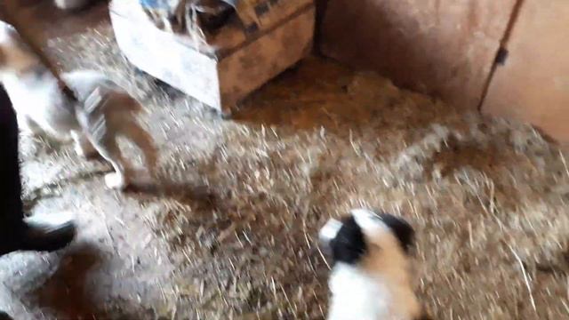 САО. АЛАБАИ/ВОЛКОДАВЫ. ЗИМА /УБОРКА "ДОМИКА"/СЕНО/ ПОМОШНИКИ/ смотреть онлайн