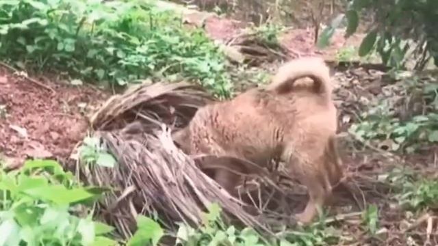 Small Dog Vs Big python Snake смотреть онлайн