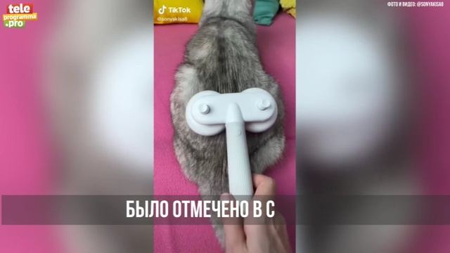 кошка Соня смотреть онлайн