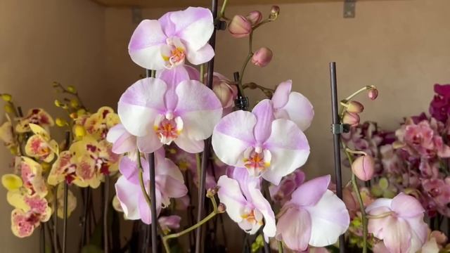 ? ПРОДАЖА ОРХИДЕЙ 26.07.22 Редкие Эксклюзивные сорта. БАБОЧКИ, МУТАНТЫ обзор орхидей. Купить орхиде смотреть онлайн