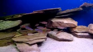 Озеро Танганьика,переходная зона