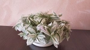 Традесканция. Уход в домашних условиях