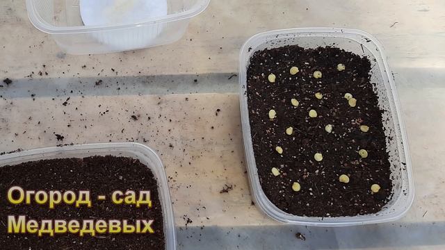 Когда и как я сею перцы и баклажаны смотреть онлайн