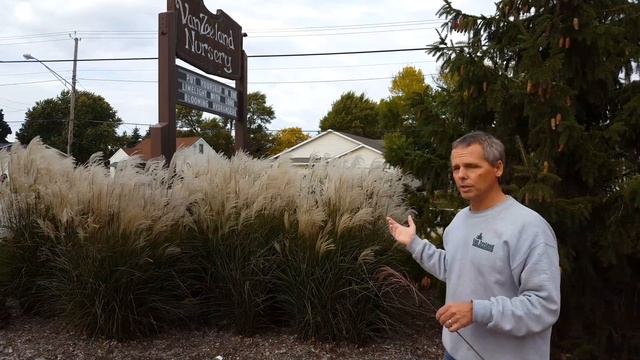 Ornamental Grass - Miscanthus Graziella смотреть онлайн