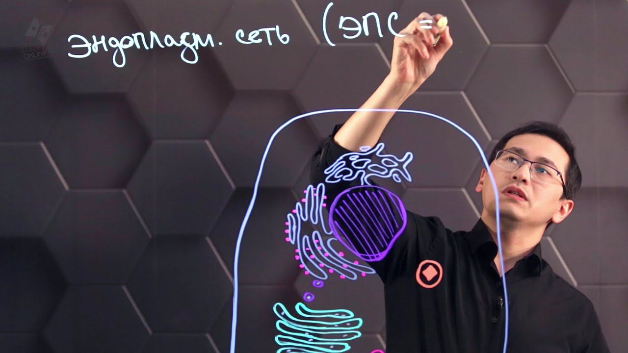 Одномембранные органоиды цитоплазмы. 10 класс. смотреть онлайн