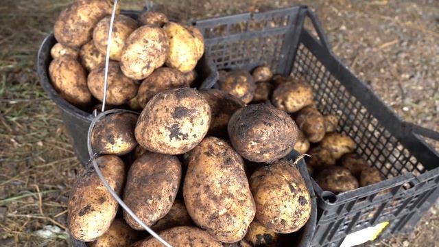 Сорт картофеля Джулия смотреть онлайн