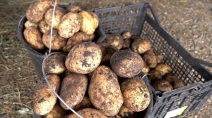 Сорт картофеля Джулия