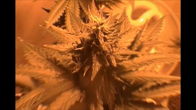 Auto AK Grow & Harvest смотреть онлайн