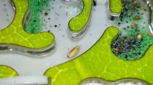 Чем питаются муравьи ЖНЕЦЫ?Муравьиная ферма Top ant