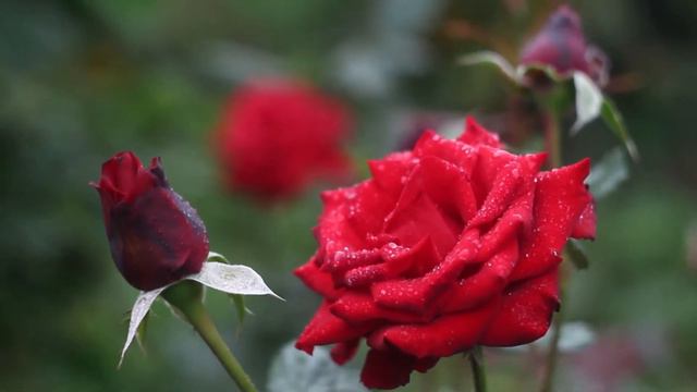 Natuflora смотреть онлайн