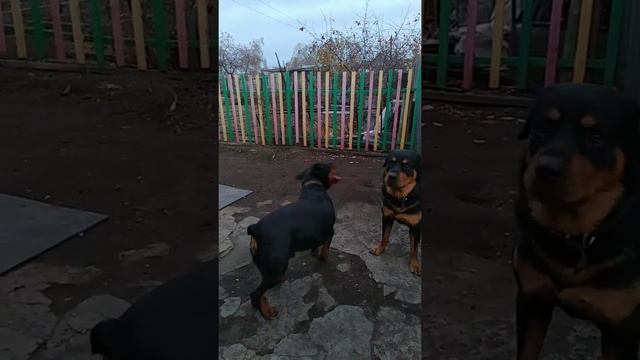 Спокойствие, терпение ротвейлеры смотреть онлайн