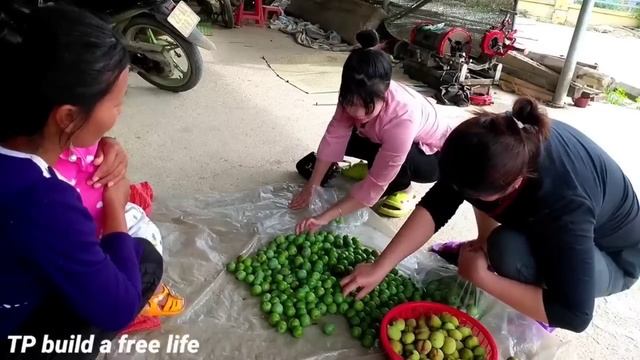 Full video:Pick rambutan fruit,snail,clothes,harvest plums to sell смотреть онлайн