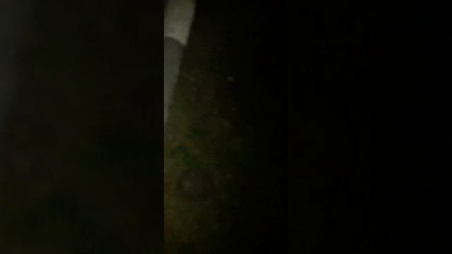 Мопс Митрофан & Ёжик. 🐕🦺 & 🦔. смотреть онлайн