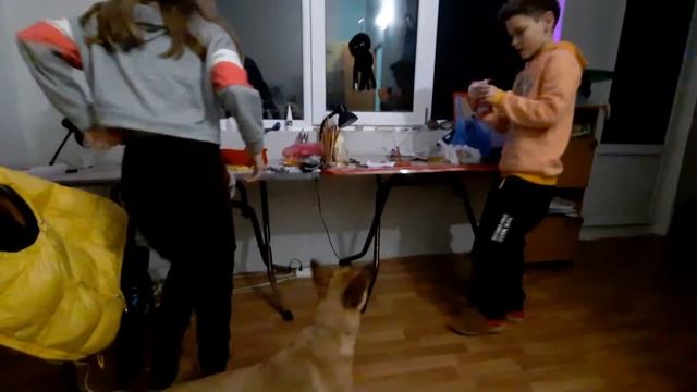 новогодние подарки для питомцев смотреть онлайн