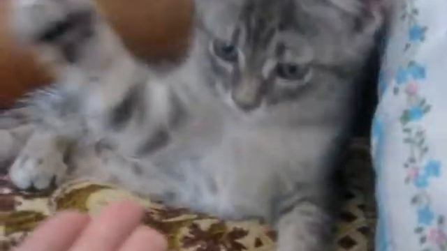 Мои киски))) смотреть онлайн
