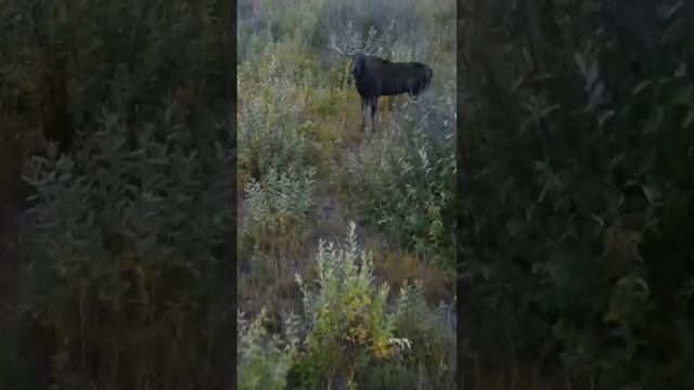 Лось во время гона. Агрессивный экземпляр ? смотреть онлайн