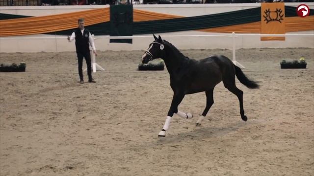 Три правильных аллюра спортивной лошади смотреть онлайн