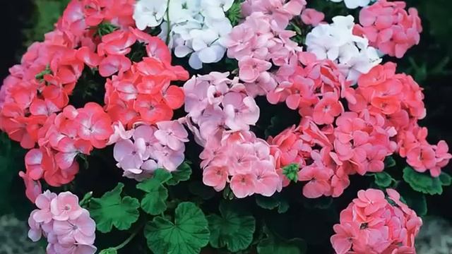 КАК ЗАСТАВИТЬ ГЕРАНЬ ЦВЕСТИ