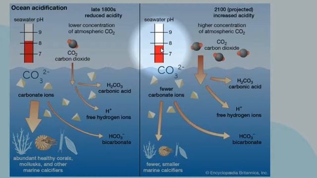 AP Environmental Science Notes 9.7 - Ocean Acidification смотреть онлайн