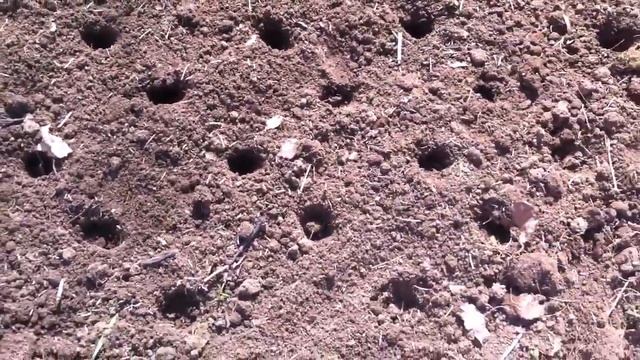 Сажаем редиску на даче смотреть онлайн