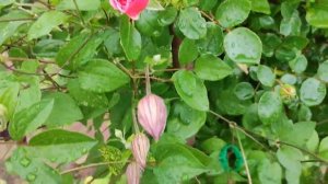 Цветут розы  ( Манстед Вуд, Пэт Остин, Оливия, Ванесса Белл, Грейс, Вестерленд, Августа Луиза и др)