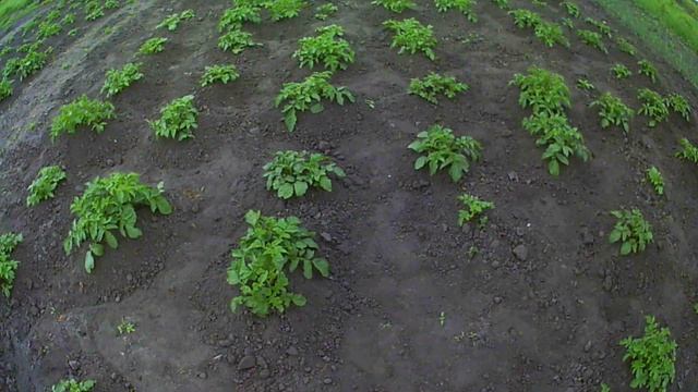 #о_картошке #окучивание рассказ о прошлогоднем эксперименте. 22 мая смотреть онлайн