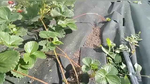 Ремонтантная клубника. Сорт Мурано. Осенний обзор. Сентябрь 2022г.