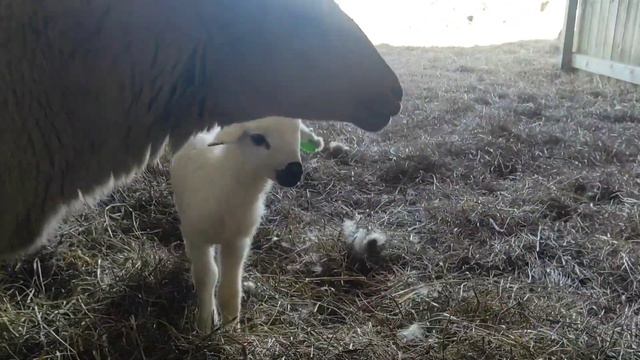 Вымя у овцы