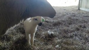 Вымя у овцы