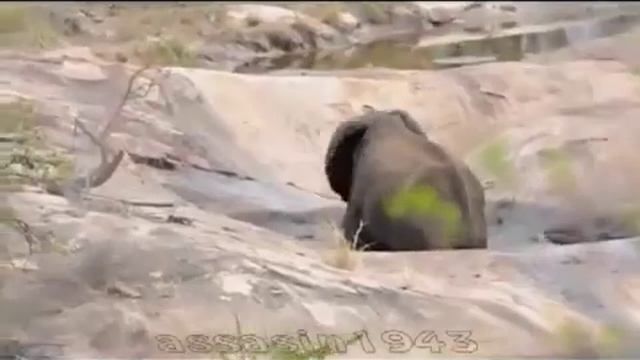 реальная Африка Слониха спасает слонёнка смотреть онлайн