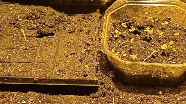 Пикируем Левкой (Маттиола) (Matthiola) смотреть онлайн