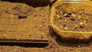 Пикируем Левкой (Маттиола) (Matthiola)