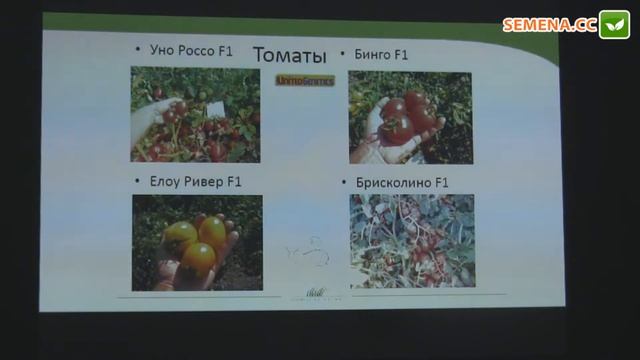 Бинго F1 томат United Genetics семинар 15.11.2016 смотреть онлайн