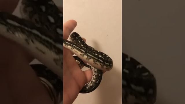 Found this video I took of the diamond python. Look how cute! She’s bigger now but ??? ? смотреть онлайн