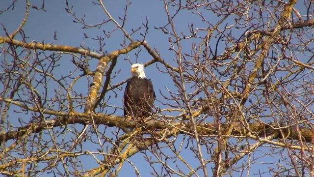 Bald Eagle, USA. Белоголовый орлан, США (1285sp) смотреть онлайн