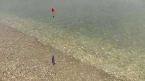 Монтаж и наживка для ловли пеленгаса(Дневник рыболова)