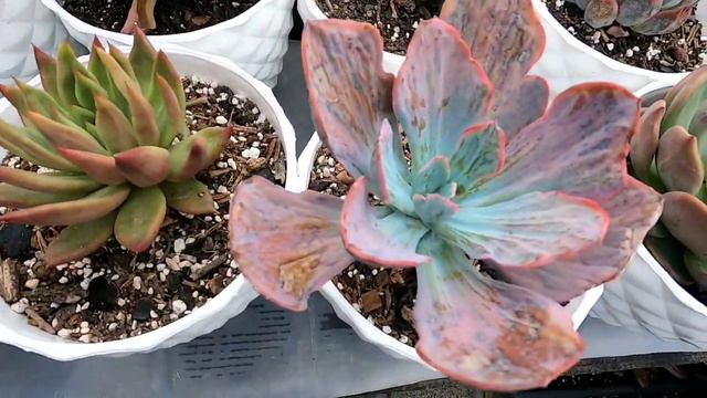 Pi Clara Zodini's succulent collection || Episode 1 смотреть онлайн