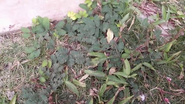 Мимоза стыдливая складывает листья в ответ на прикосновение смотреть онлайн