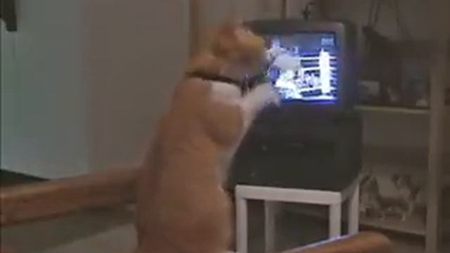 Boxing cat смотреть онлайн