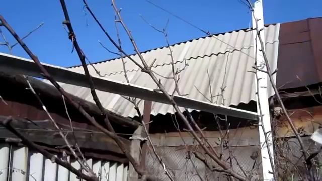 ПРИВИВКА ЯБЛОНИ КАК ПРИВИТЬ ЯБЛОНЮ ВЕСНОЙ ПРИВИВКА ГРУШИ НА ЯБЛОНЮ смотреть онлайн