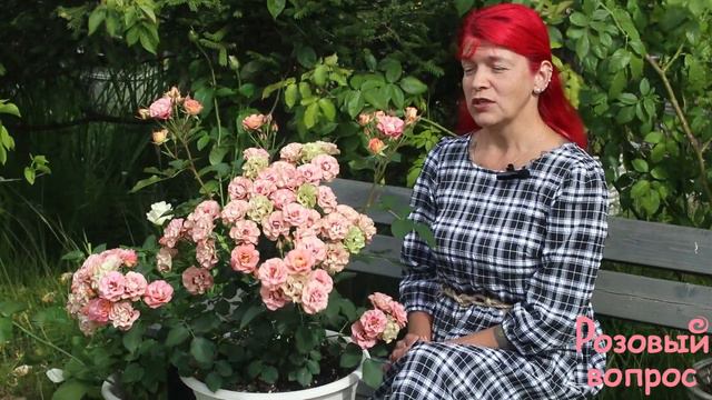 Роза Шираз Первое цветение смотреть онлайн