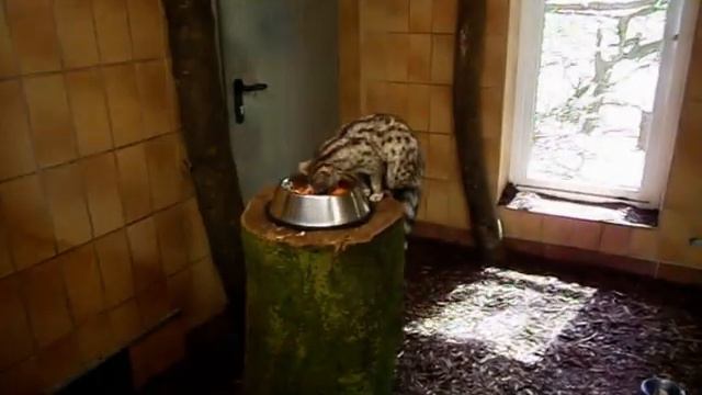 Kleinfleck-Ginsterkatze (Genetta genetta) смотреть онлайн