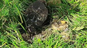 Осоед-разоритель осиных гнёзд.