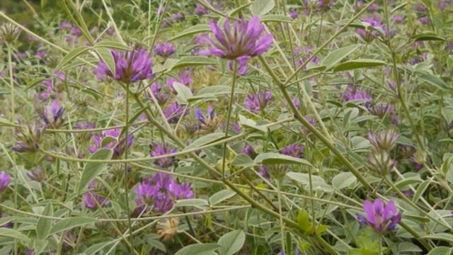 Горный мёд. Полезные свойства и особенности. смотреть онлайн