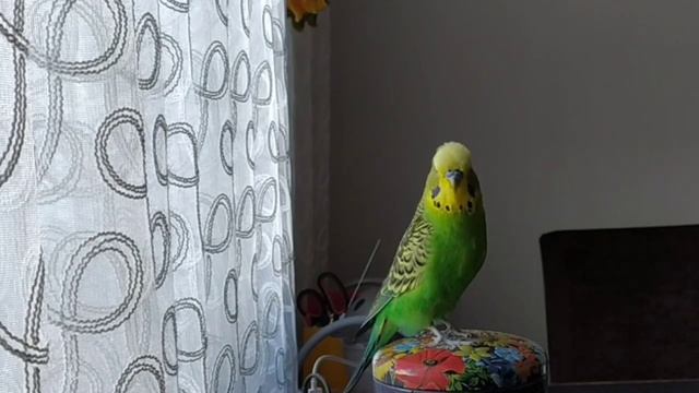 Волнистый Попугайчик разговаривает #попугай #короткиевидео #shorts смотреть онлайн