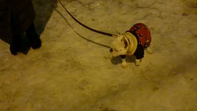 Милый малыш, французский бульдог получает прописку на районе! смотреть онлайн
