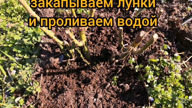 Первая весенняя подкормка роз смотреть онлайн