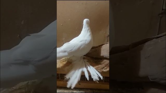 Лучшая порода голубей! Двухчубые голуби. Tauben. Pigeons. Palomas. Pombos. 비둘기. کبوترها. الحمائم.