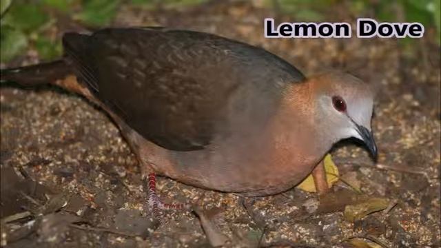 7 dove calls of the Eastern Cape смотреть онлайн